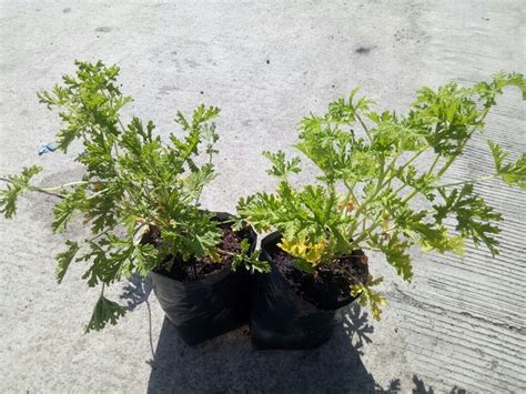 Citronella Malvarosa – Lunti Plant Nursery.